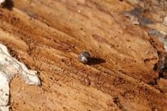 Armadillidium pulchellum