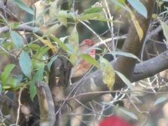 Carpodacus