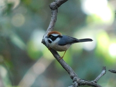 Aegithalos concinnus iredalei