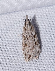 Scoparia ochrophara