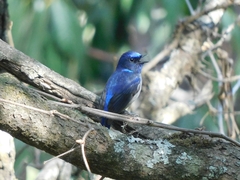 Niltava macgrigoriae