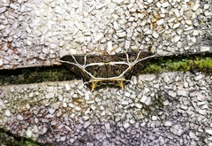 Mesastrape fulguraria