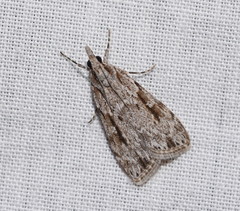 Scoparia ochrophara