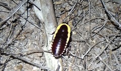 Cosmozosteria bicolor