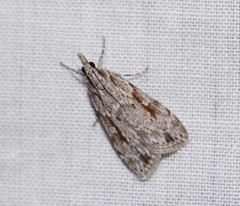 Scoparia ochrophara