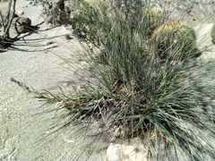 Beaucarnea glassiana