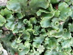 Marchantia polymorpha ruderalis
