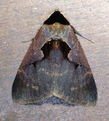 Anoba atriplaga