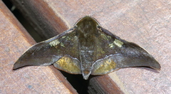 Plegapteryx anomalus