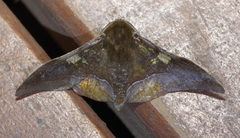 Plegapteryx anomalus