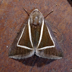 Chalciope delta