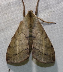 Pseudandriasa mutata