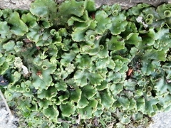 Marchantia polymorpha ruderalis