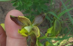 Eulophia parviflora