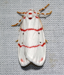 Cyana pretoriae