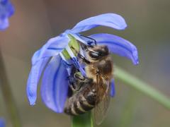 Apis mellifera
