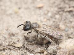 Andrena