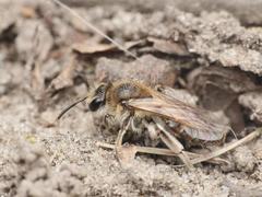 Andrena ventralis