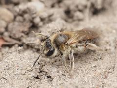 Andrena ventralis