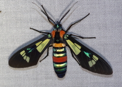 Euchromia folletii