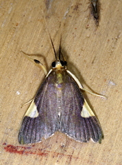 Ulopeza conigeralis