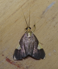 Ulopeza conigeralis