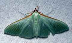 Stemorrhages sericea