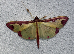 Cadarena pudoraria