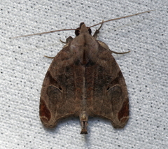 Bagisarinae