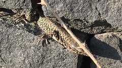 Podarcis muralis