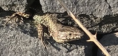 Podarcis muralis
