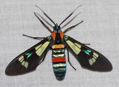 Euchromia folletii