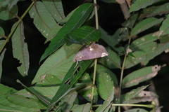 Achaea illustrata