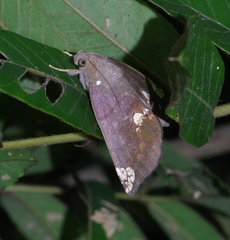 Achaea illustrata