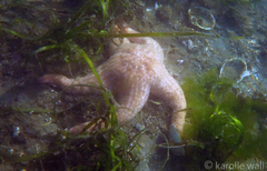 Pisaster brevispinus
