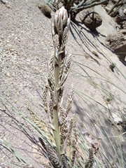 Beaucarnea glassiana
