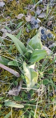 Himantoglossum hircinum