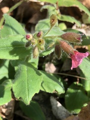 Pulmonaria rubra
