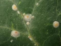 Aspidiotus hedericola