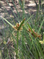 Cyperus vaginatus