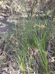Cyperus vaginatus