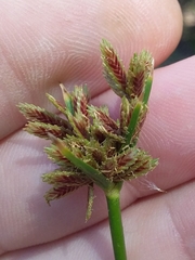 Cyperus vaginatus