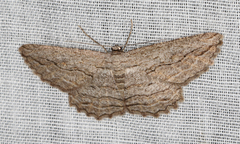 Scioglyptis loxographa