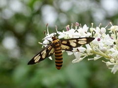 Amata polymita