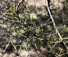 Hakea mitchellii