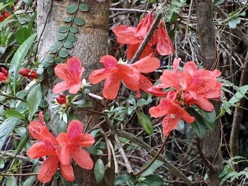 Rhododendron simsii