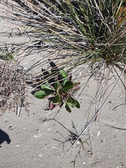 Limonium brevipetiolatum