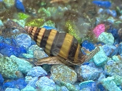 Anentome helena