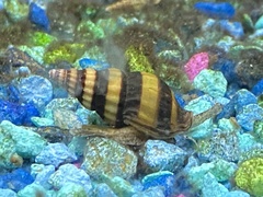 Anentome helena
