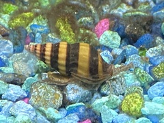 Anentome helena